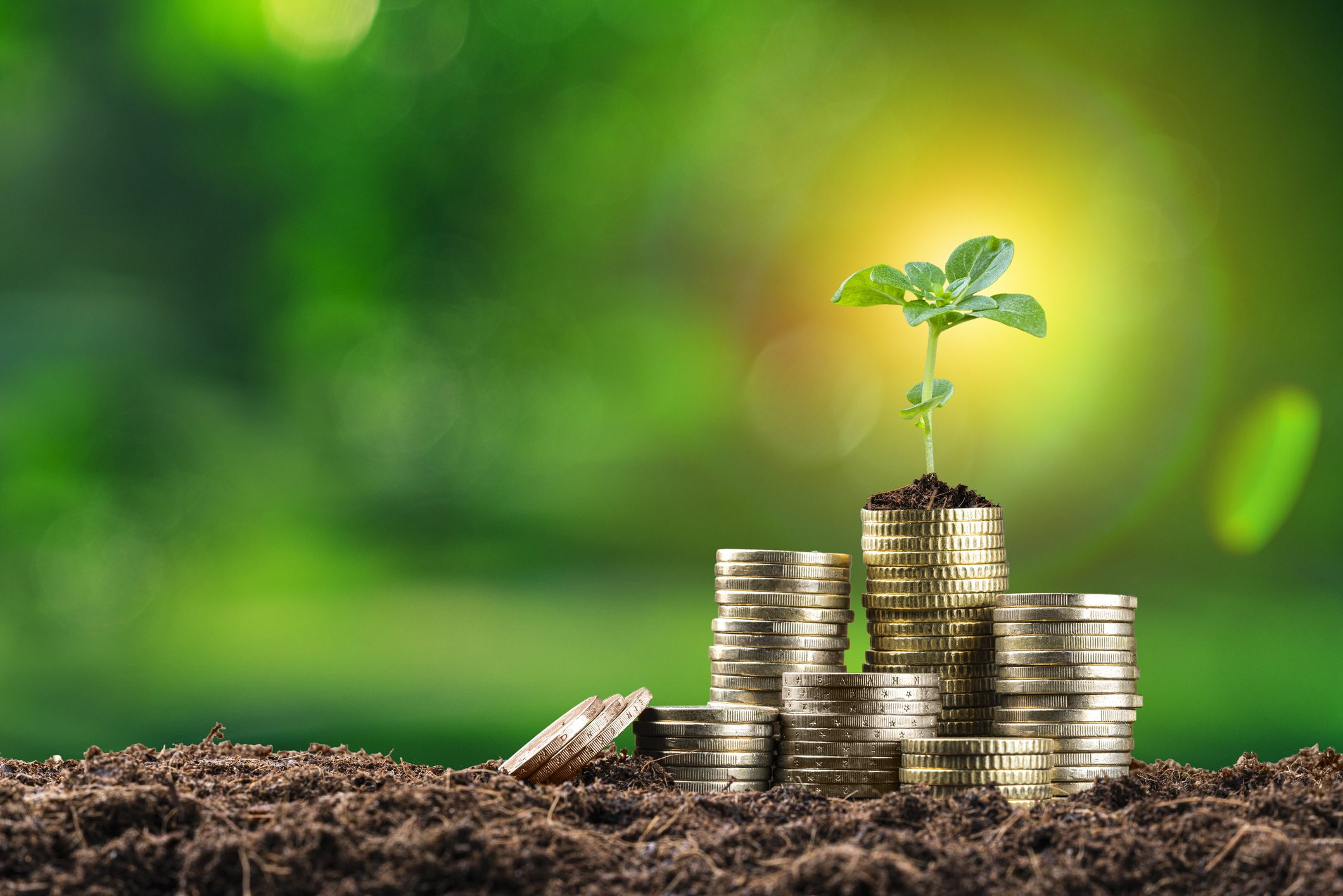 Close up view of a small plant growing on coin stack on soil shot against defocused green lush foliage background. Focus on foreground
