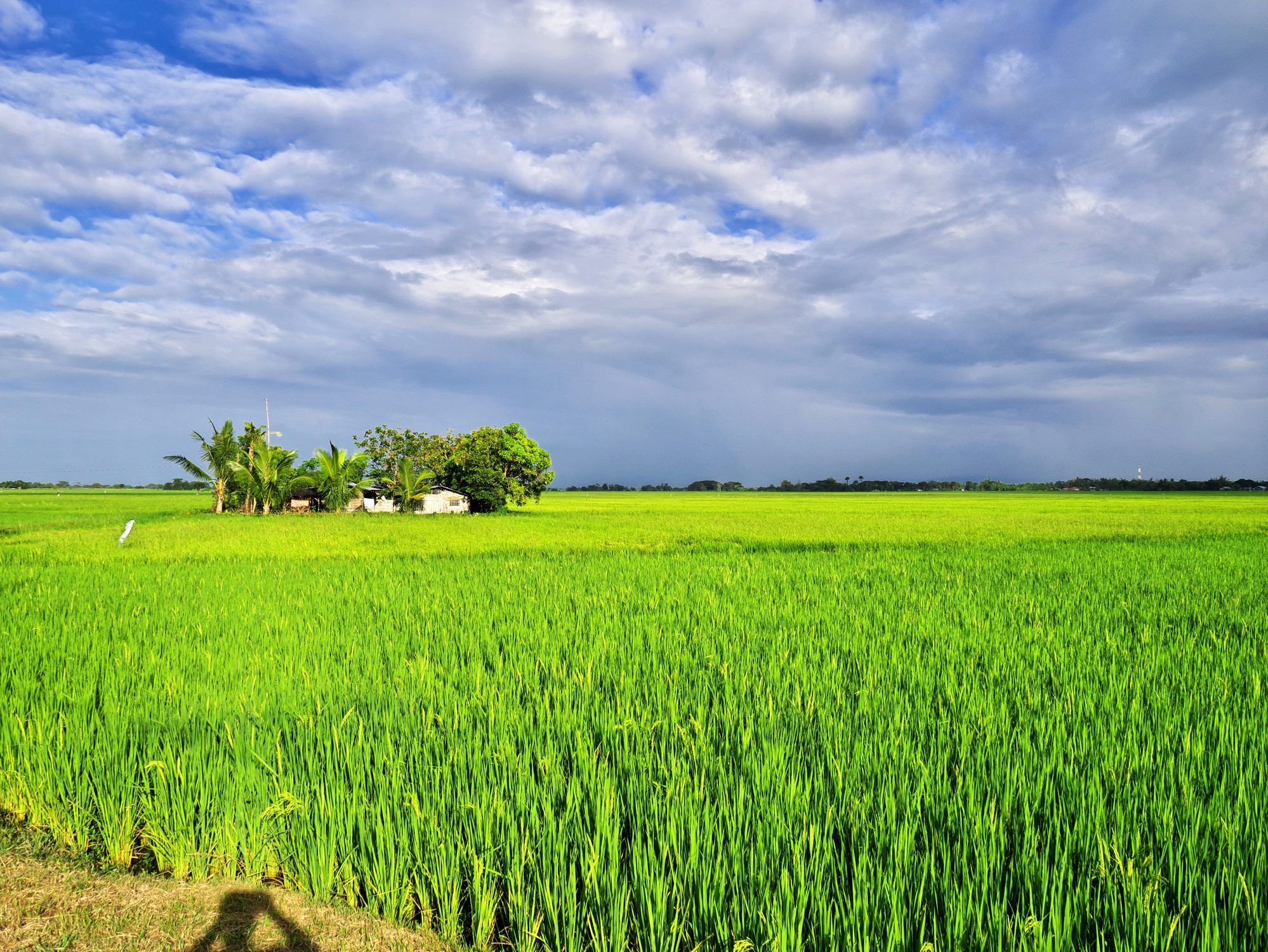 The rice fields in Banaue, Philippines